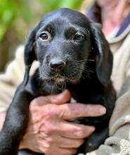 GRETCHEN, Hund, Mischlingshund in Griechenland - Bild 5