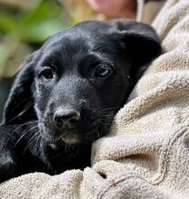 GRETCHEN, Hund, Mischlingshund in Griechenland - Bild 6