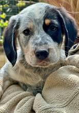 CALLISTUS, Hund, Mischlingshund in Griechenland - Bild 1