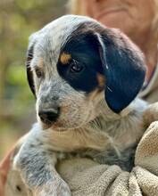CALLISTUS, Hund, Mischlingshund in Griechenland - Bild 3