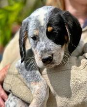 CALLISTUS, Hund, Mischlingshund in Griechenland - Bild 4