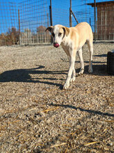 FLIP, Hund, Mischlingshund in Rumänien - Bild 2