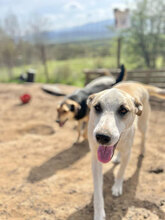 FLIP, Hund, Mischlingshund in Rumänien - Bild 4