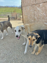 FLIP, Hund, Mischlingshund in Rumänien - Bild 5