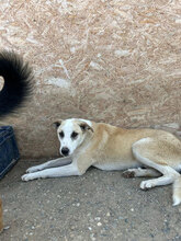 FLIP, Hund, Mischlingshund in Rumänien - Bild 6