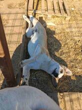 FLIP, Hund, Mischlingshund in Rumänien - Bild 7