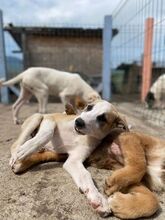FLIP, Hund, Mischlingshund in Rumänien - Bild 9