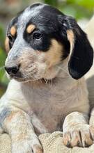 AMIRA, Hund, Mischlingshund in Griechenland - Bild 1