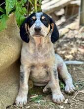 AMIRA, Hund, Mischlingshund in Griechenland - Bild 2