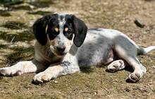 AMIRA, Hund, Mischlingshund in Griechenland - Bild 3