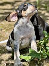 AMIRA, Hund, Mischlingshund in Griechenland - Bild 4