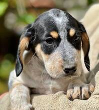 AMIRA, Hund, Mischlingshund in Griechenland - Bild 5