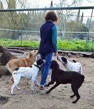 NALA, Hund, Mischlingshund in Griechenland - Bild 1