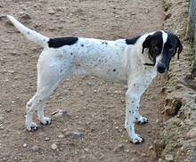 NALA, Hund, Mischlingshund in Griechenland - Bild 2