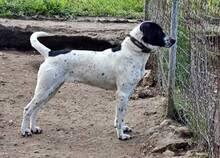 NALA, Hund, Mischlingshund in Griechenland - Bild 3