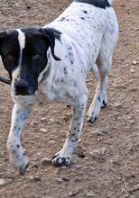 NALA, Hund, Mischlingshund in Griechenland - Bild 4