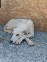 SOLEIL, Hund, Mischlingshund in Dudenhofen
