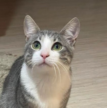 ROCKY, Katze, Europäisch Kurzhaar in Bulgarien - Bild 1
