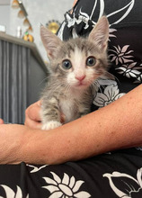 ROCKY, Katze, Europäisch Kurzhaar in Bulgarien - Bild 10