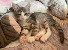 ROCKY, Katze, Europäisch Kurzhaar in Bulgarien - Bild 11