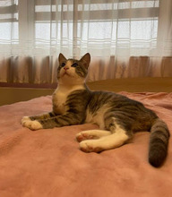 ROCKY, Katze, Europäisch Kurzhaar in Bulgarien - Bild 2