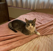 ROCKY, Katze, Europäisch Kurzhaar in Bulgarien - Bild 3
