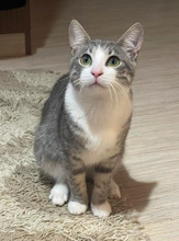 ROCKY, Katze, Europäisch Kurzhaar in Bulgarien - Bild 5