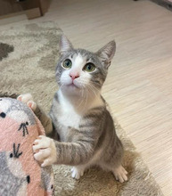 ROCKY, Katze, Europäisch Kurzhaar in Bulgarien - Bild 6