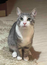 ROCKY, Katze, Europäisch Kurzhaar in Bulgarien - Bild 7