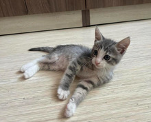 ROCKY, Katze, Europäisch Kurzhaar in Bulgarien - Bild 8