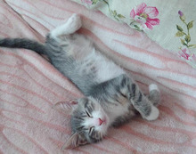 ROCKY, Katze, Europäisch Kurzhaar in Bulgarien - Bild 9