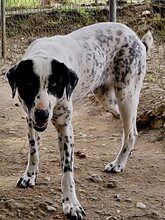 MILKA, Hund, Mischlingshund in Griechenland - Bild 10