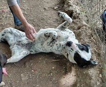 MILKA, Hund, Mischlingshund in Griechenland - Bild 11