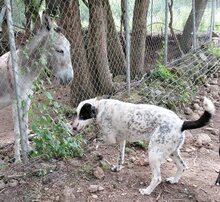 MILKA, Hund, Mischlingshund in Griechenland - Bild 12
