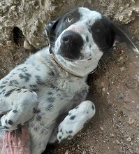 MILKA, Hund, Mischlingshund in Griechenland - Bild 13