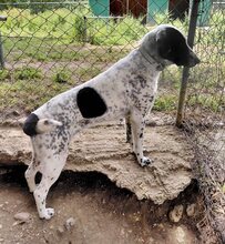 MILKA, Hund, Mischlingshund in Griechenland - Bild 14