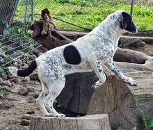MILKA, Hund, Mischlingshund in Griechenland - Bild 2