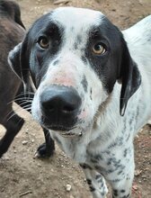 MILKA, Hund, Mischlingshund in Griechenland - Bild 4