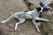 MILKA, Hund, Mischlingshund in Griechenland - Bild 5