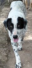 MILKA, Hund, Mischlingshund in Griechenland - Bild 6