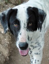 MILKA, Hund, Mischlingshund in Griechenland - Bild 7