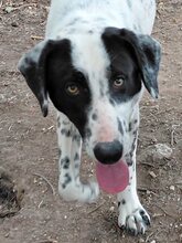 MILKA, Hund, Mischlingshund in Griechenland - Bild 8