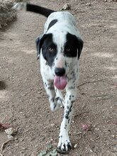 MILKA, Hund, Mischlingshund in Griechenland - Bild 9