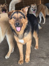 NOX, Hund, Deutscher Schäferhund in Rumänien - Bild 1