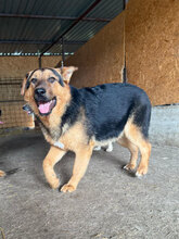 NOX, Hund, Deutscher Schäferhund in Rumänien - Bild 2