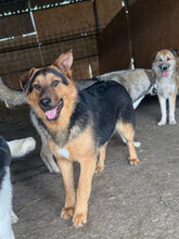 NOX, Hund, Deutscher Schäferhund in Rumänien - Bild 3