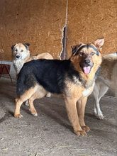 NOX, Hund, Deutscher Schäferhund in Rumänien - Bild 4