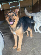 NOX, Hund, Deutscher Schäferhund in Rumänien - Bild 5