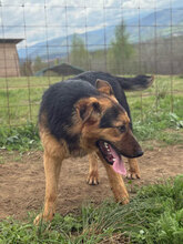 NOX, Hund, Deutscher Schäferhund in Rumänien - Bild 6