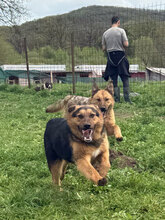 NOX, Hund, Deutscher Schäferhund in Rumänien - Bild 7